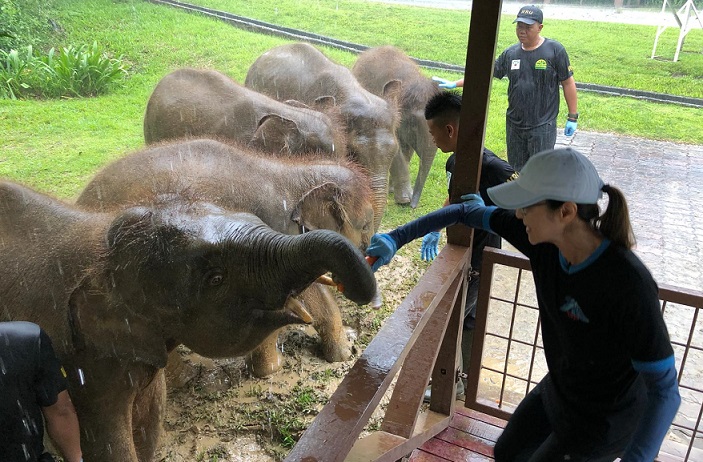 Borneo Today Michelle Yeoh recently spent some quality time with orphaned young elephants rescued in Sabah.